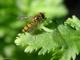 Insecto
