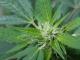 Cannabis