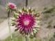 Flor cactus