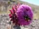 Flor cactus