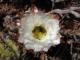 Flor de cactus