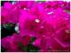 Macro