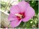 Macro