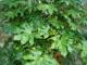 Ficus