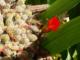 Flor de cactus