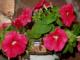 Petunias