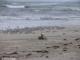 Foca