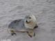 Foca