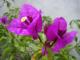 Flor
