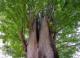Arbol