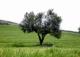 Arbol