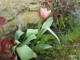 Tulipn