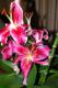 Orquidea