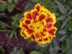 Flor