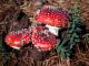 Amanita muscaria