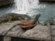 Iguanas