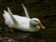 Pato
