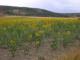Campo