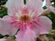 Flor