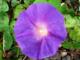 Convolvulus