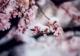 Almendro