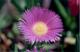 Flor