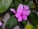 Flor