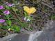 Flor