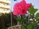 Flor