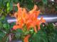 Flor