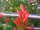 Flor