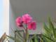 Flor