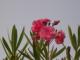 Flor