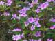 Flor