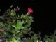 Flor